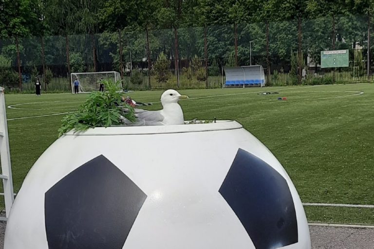 В Тверской области чайка свила гнездо в метре от футбольного поля