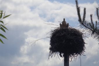 Многострадальные аисты из Тверской области смогли испытать материнское счастье Многострадальные аисты из Тверской области смогли испытать материнское счастье