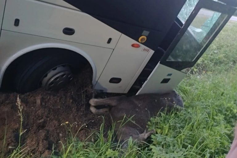 Автобус Тверь - Ржев сбил лося на федеральной трассе под Старицей