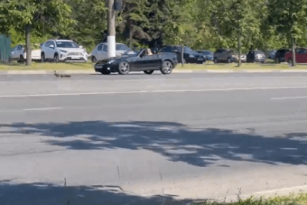 Утиное семейство едва не погибло под колесами автомобиля в центре Твери