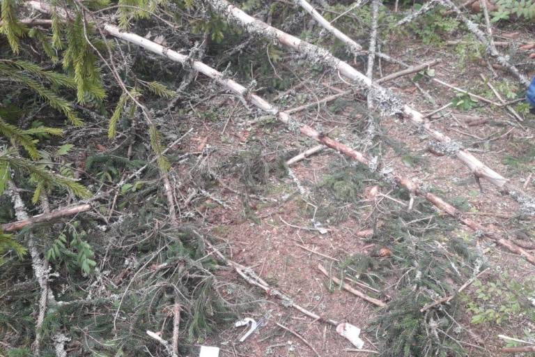 В Тверской области упавшим деревом серьезно травмирован подросток