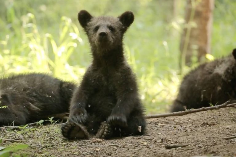 Медвежата-сироты из Тверской области вновь вышли на лесную прогулку