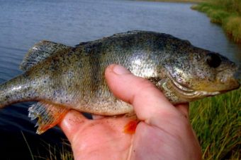 В выловленных в Тверской области окунях обнаружены паразиты
