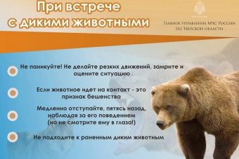 МЧС призывает жителей Тверской области не смотреть диким животным в глаза и не кричать