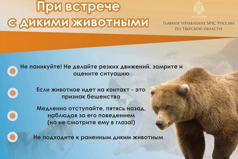МЧС призывает жителей Тверской области не смотреть диким животным в глаза и не кричать