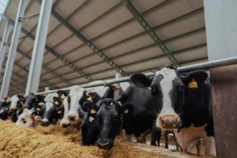 Малым хозяйствам Тверской области компенсируют львиную долю затрат на обновление молочного стада