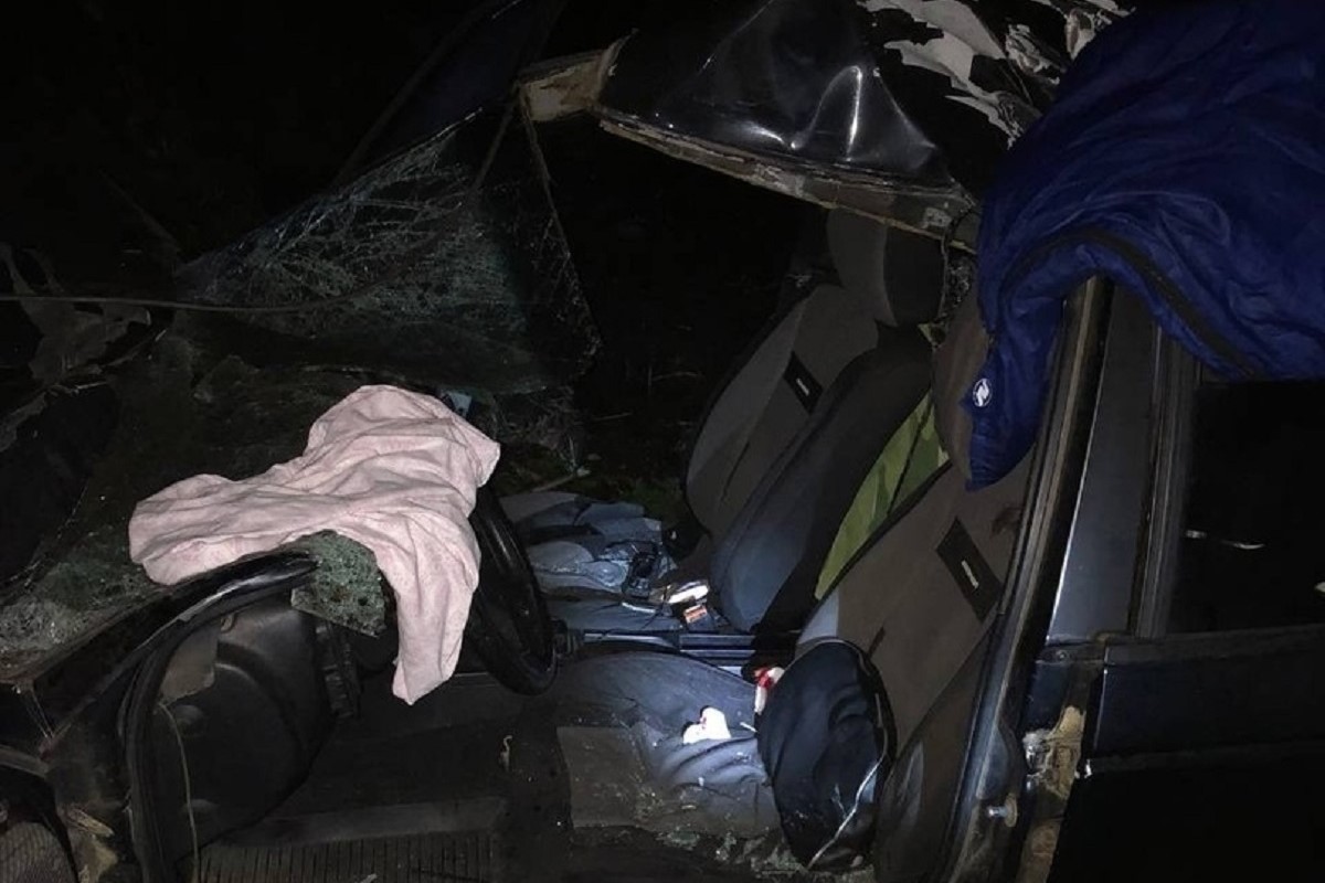 Легковушка сбила лося и вылетела в кювет в Тверской области