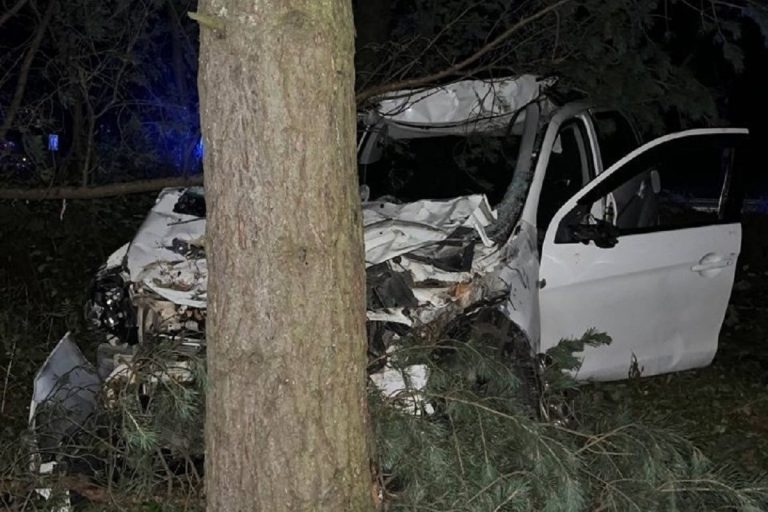 Легковушка сбила лося и врезалась в дерево в Тверской области