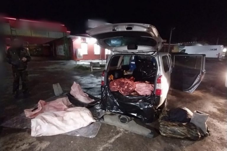 Браконьеры убили двух лосей в лесах Тверской области