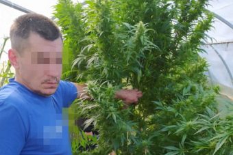 Житель Тверской области выращивал коноплю на приусадебном участке