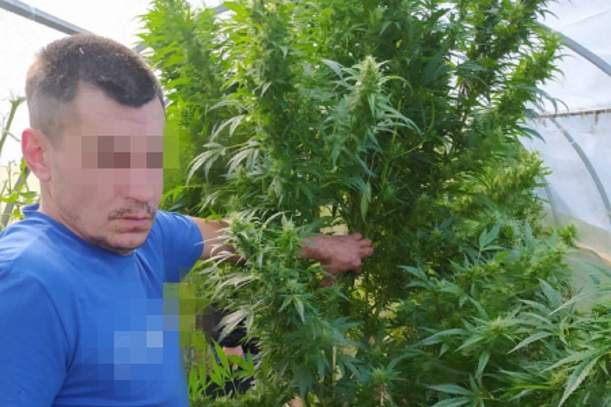 Житель Тверской области выращивал коноплю на приусадебном участке