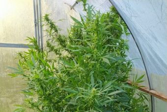 Житель Тверской области выращивал коноплю на приусадебном участке Житель Тверской области выращивал коноплю на приусадебном участке