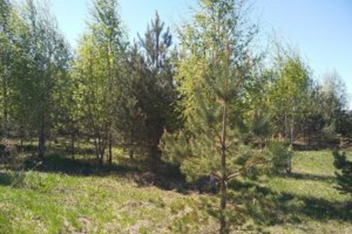 Около 85 гектаров заросших сельхозугодий выявлено в Тверской области