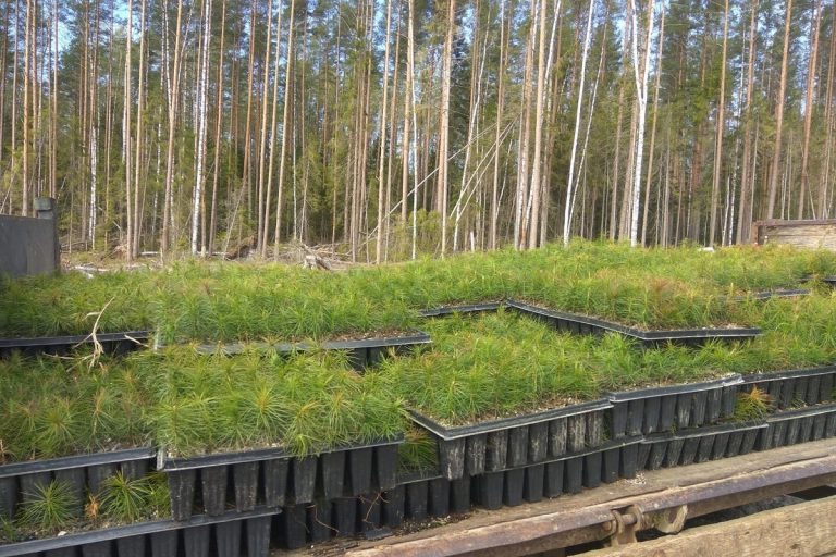 В Тверской области планируется высадить 1,5 млн деревьев