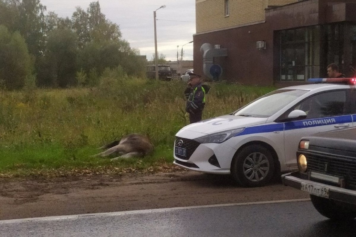 Лося сбили на Московском шоссе в Твери