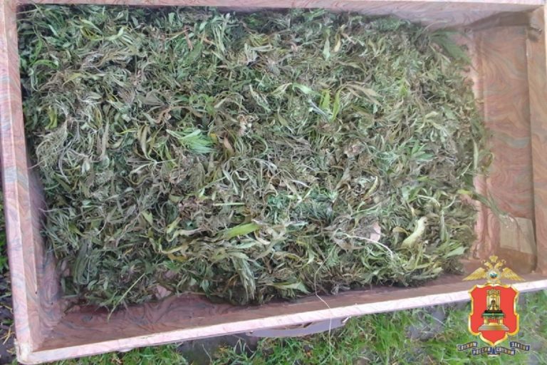 Около двух килограммов конопли хранил житель Тверской области Около двух килограммов конопли хранил житель Тверской области