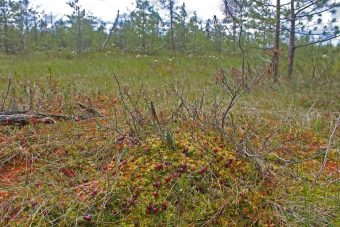В Тверской области появились новые озера и болота, где нельзя масштабно собирать ягоды и грибы В Тверской области появились новые озера и болота, где нельзя масштабно собирать ягоды и грибы