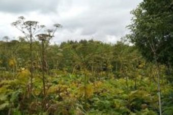 Борщевиком заросли сельхозугодья в Тверской области