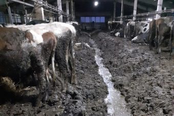 Жители Тверской области опубликовали жуткое фото погрязжих в отходах коров в одном из хозяйств региона