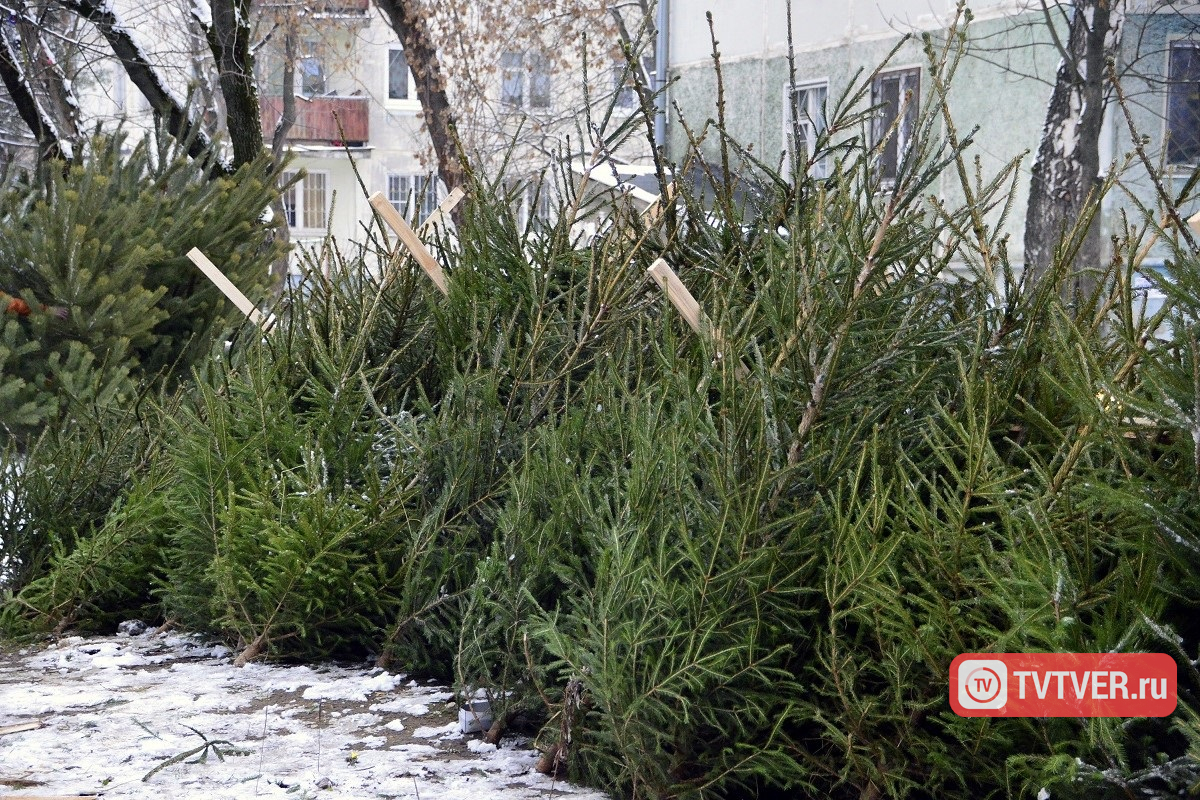 Ёлки нельзя выбрасывать в мусорный бак  они разрушают атмосферу Земли