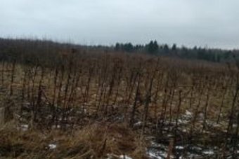 Десятки гектаров заросшей пашни выявлены в Тверской области