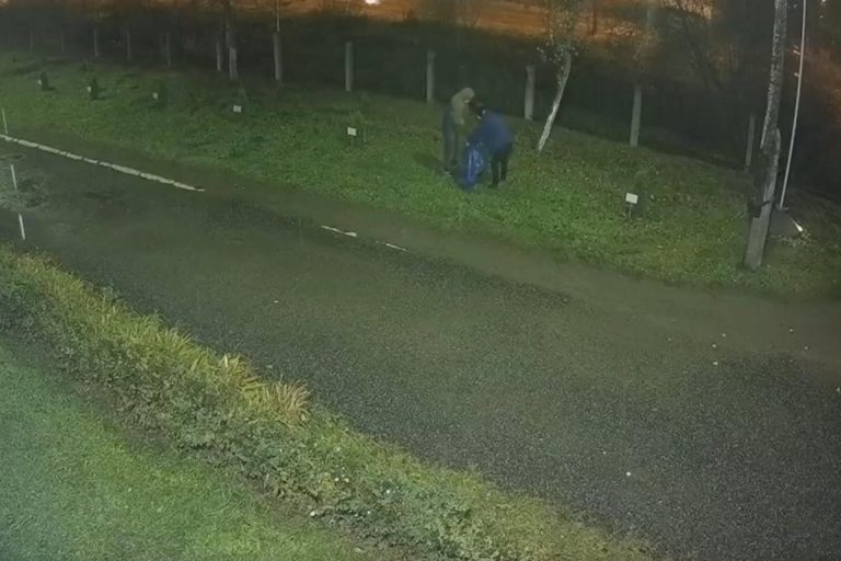 Зрелая пара украла туи, высаженные учениками школы-интерната в Твери