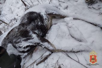 В Тверской области задержан браконьер, охотившийся на лосиху с тепловизором