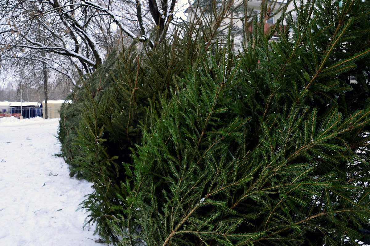Названы места, где в Твери можно купить ёлочку к Новому году