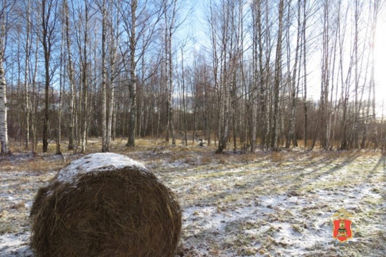 В Тверской области завели дело на заготовителей дров
