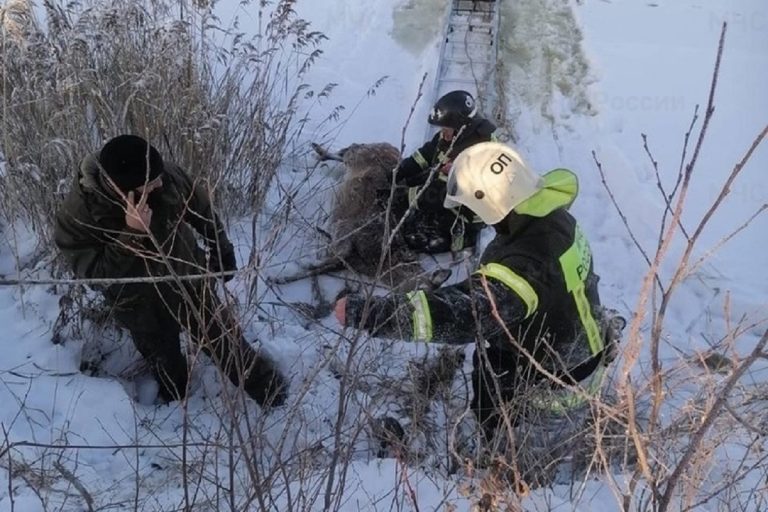 В Тверской области спасли оленя, провалившегося под лед В Тверской области спасли оленя, провалившегося под лед