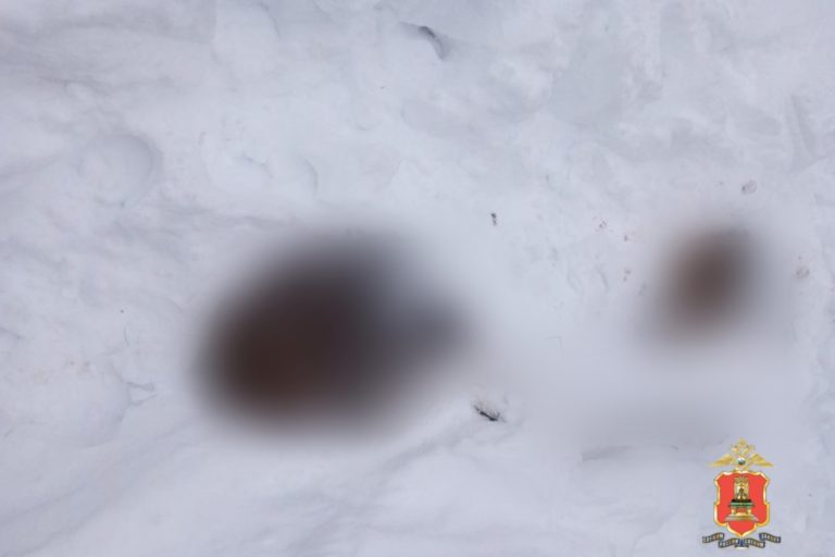 Жителю Старицы грозит тюрьма за убийство лосей