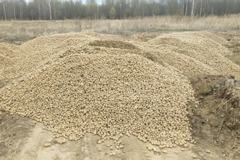 Крупную свалку гнилого картофеля обнаружили в Тверской области