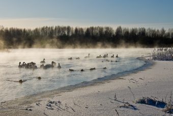 Стая белых лебедей зимует на реке в Тверской области