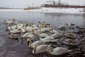 Стая белых лебедей зимует на реке в Тверской области