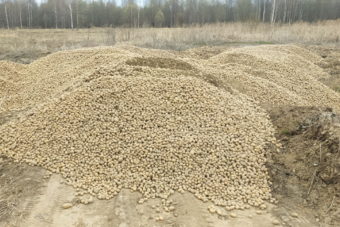 Большую свалку гнилого картофеля организовали на сельхозугодьях под Тверью