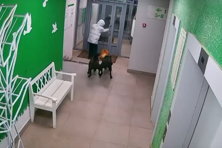 Полиция заинтересовалась фактом нападения бойцовских собак в Твери на отца с ребенком и маленькой собачкой