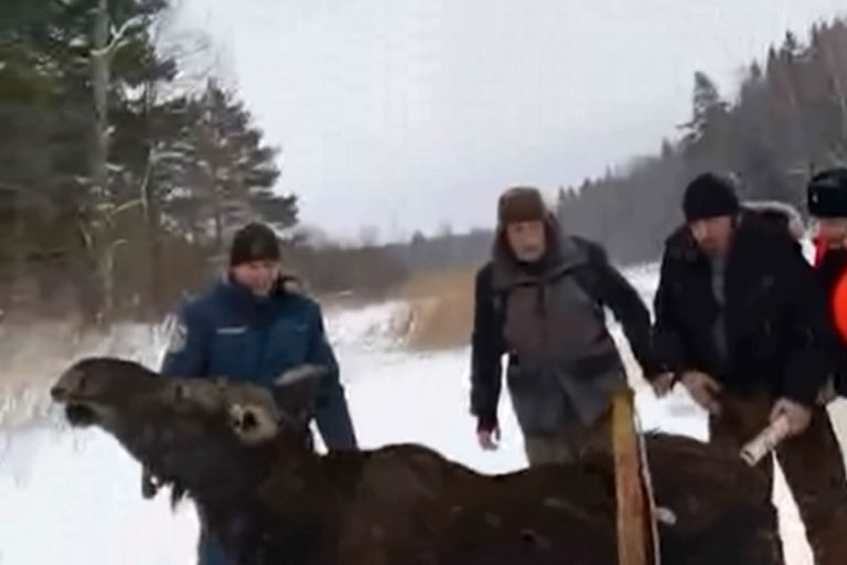 В Тверской области провели операцию по спасению провалившейся под лед лосихи