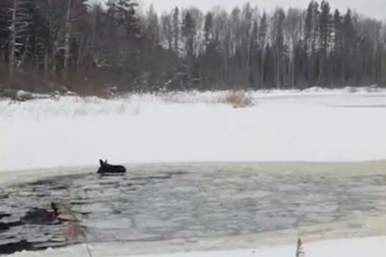 В Тверской области провели операцию по спасению провалившейся под лед лосихи
