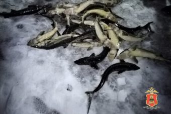 Житель Верхневолжья незаконно наловил рыбы на 3 миллиона рублей