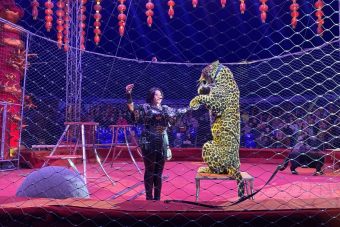 Цирк «Золотой Дракон» впервые показал в Твери «Шоу персидских леопардов»