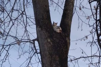 В Твери пожарные спасли мартовского кота, который почти день провел на дереве