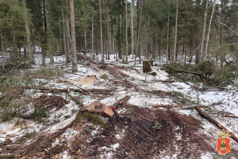 Житель Тверской области нарубил деревьев на уголовное дело