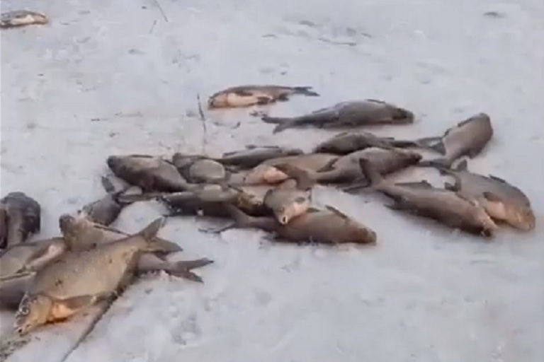 На водохранилище в Тверской области произошел замор рыбы чудовищных масштабов