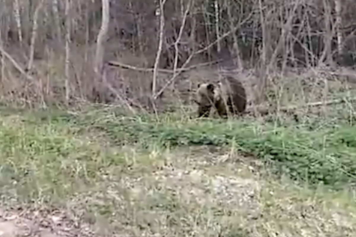 В Тверской области смелые мужчины ради видео максимально приблизились к медведю