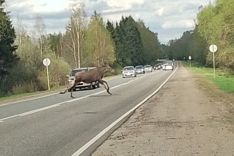 В Тверской области автомобили чудом не сбили лося