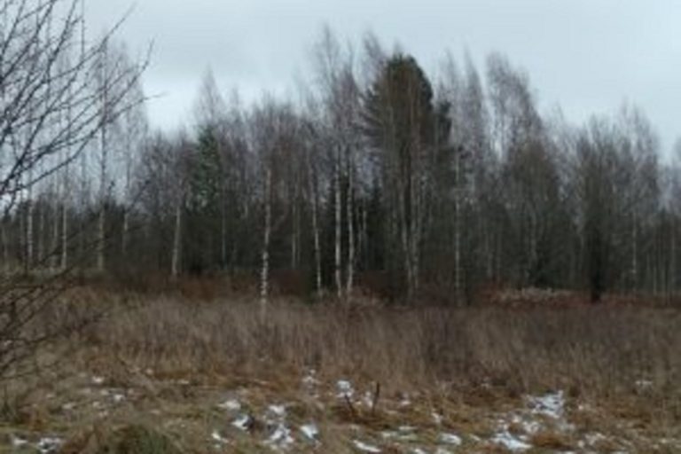 Свыше 530 гектаров заросшей пашни выявлено в Тверской области