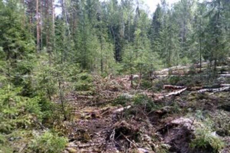 Владельца загрязненных сельхозугодий в Тверской области оштрафовали на 400 тысяч рублей