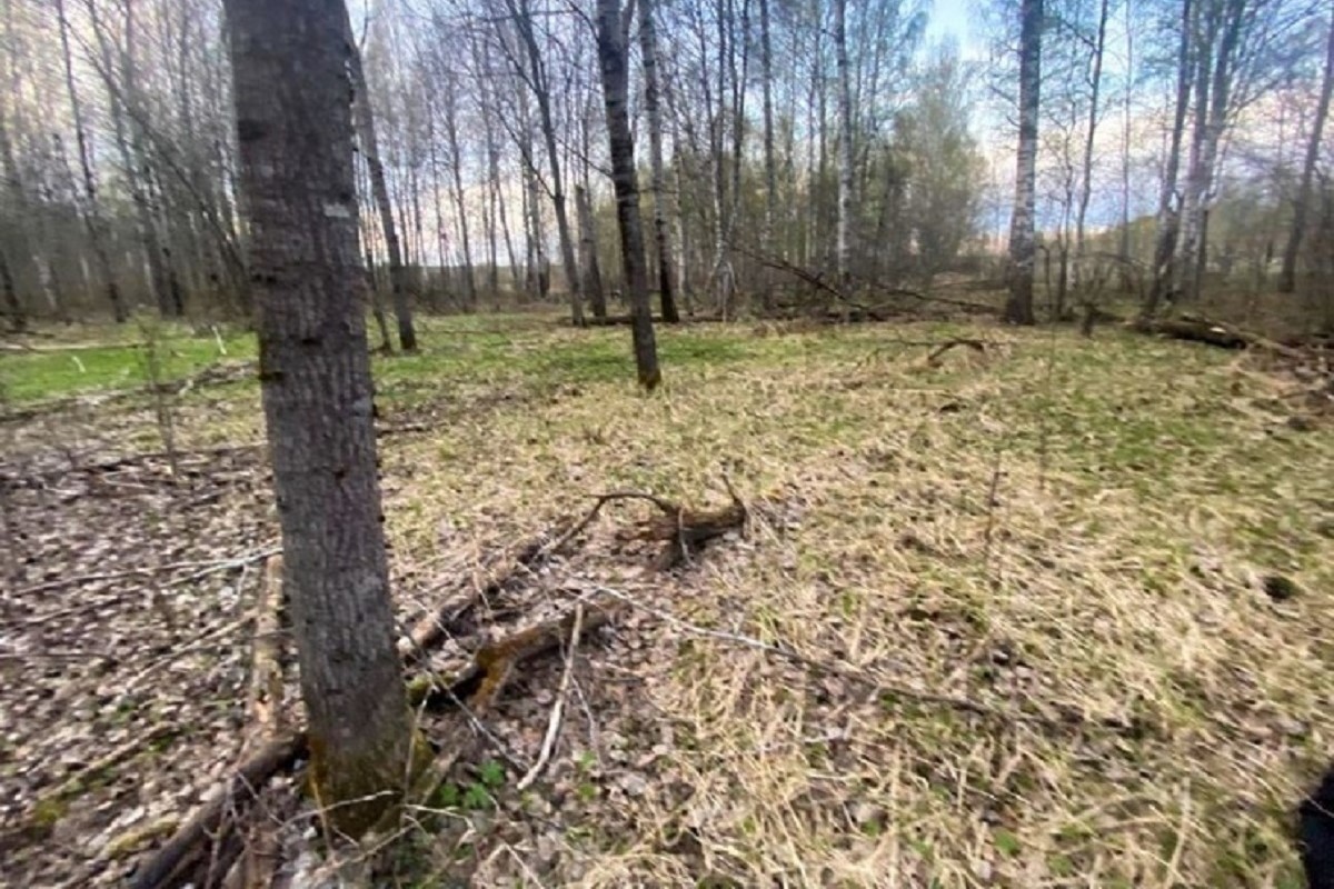 Труп пожилого мужчины обнаружен в лесу в Тверской области