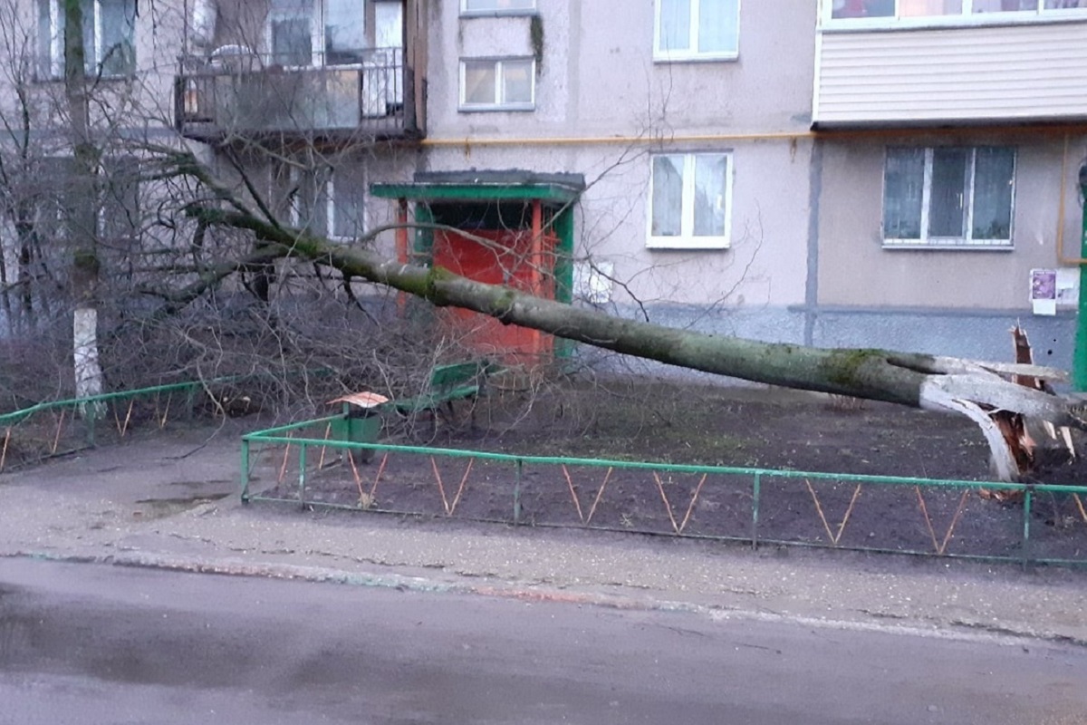 Семилетняя девочка пострадала из-за падения на нее дерева в Тверской области