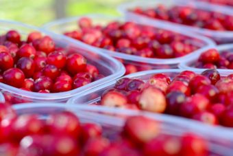 Учёные назвали крайне полезные свойства этой распространённой в России ягоды